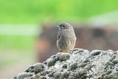 Phoenicurus ochruros gibraltariensis