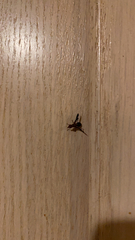 Delphinia picta