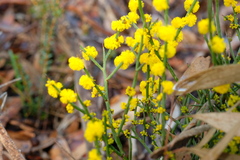 Acacia spinescens
