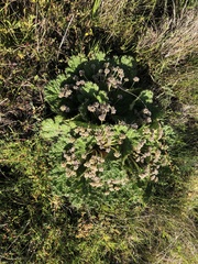 Arctopus echinatus