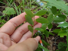 Aronia arbutifolia