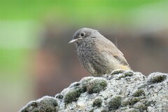 Phoenicurus ochruros gibraltariensis