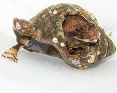 Myoxocephalus octodecemspinosus