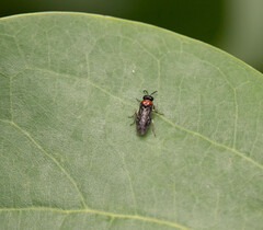 Eutomostethus ephippium