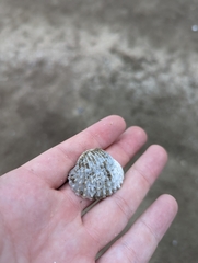 Tegillarca
