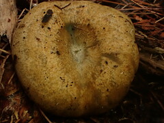 Lactarius chelidonium
