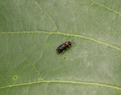 Eutomostethus ephippium