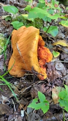 Hypomyces lactifluorum