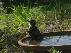 Dryobates nuttallii