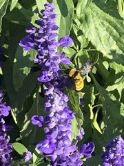 Bombus sonorus