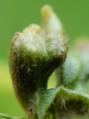 Eriophyes tiliae