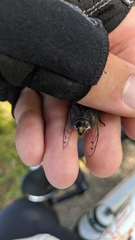 Neotibicen canicularis