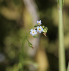 Myosotis laxa