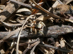 Habronattus