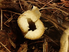 Lactarius chelidonium