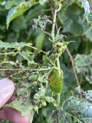 Daktulosphaira vitifoliae