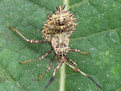 Euthochtha galeator