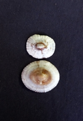 Siphonaria funiculata