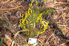 Acacia spinescens