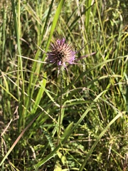 Dipsacus fullonum