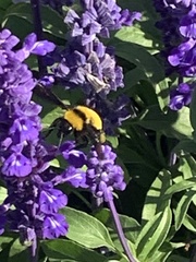 Bombus sonorus