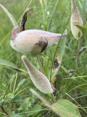 Asclepias