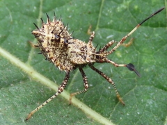 Euthochtha galeator