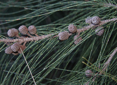 Casuarina glauca