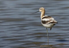 Recurvirostra americana