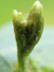 Eriophyes tiliae