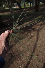 Casuarina obesa