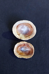 Siphonaria funiculata