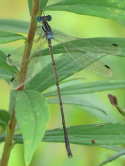 Lestes rectangularis