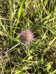 Dipsacus fullonum