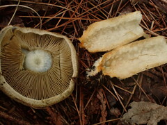 Lactarius chelidonium