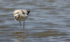 Recurvirostra americana