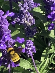 Bombus sonorus