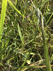 Dipsacus fullonum