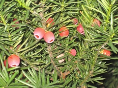 Taxus baccata