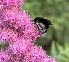 Bombus occidentalis