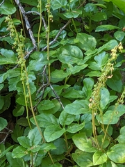 Orthilia secunda
