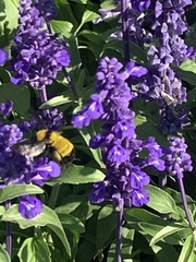 Bombus sonorus