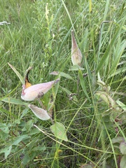 Asclepias