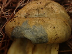 Lactarius chelidonium