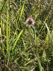 Dipsacus fullonum