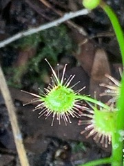 Drosera auriculata