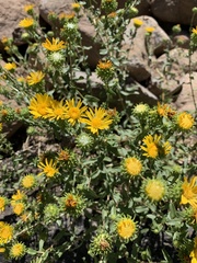 Grindelia squarrosa