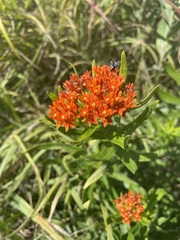 Asclepias tuberosa