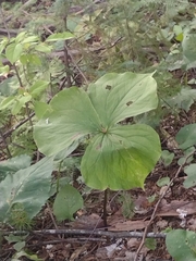 Trillium cernuum
