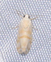 Ponometia hutsoni